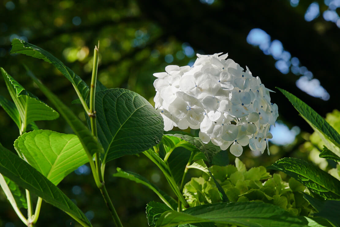 A walk in the park with Samyang’s first zoom lens - Marcus Swales