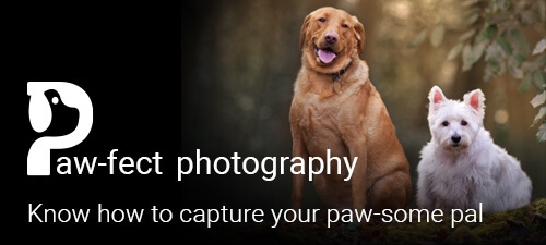 Picture Paw-fect Photography