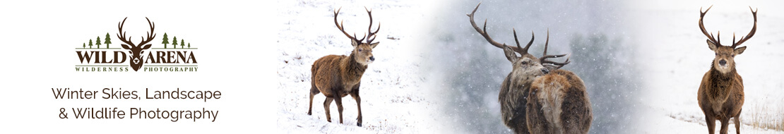Frozen Moments - Winter Wildlife Photography